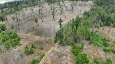 Ölü ağaçların havadan görünümü - orman dieback - Waldsterben, Almanya