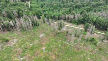 Ölü ağaçların havadan görünümü - orman dieback - Waldsterben, Almanya