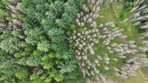 死树的鸟瞰图 森林死地 德国瓦尔德斯特本 — 图库视频影像