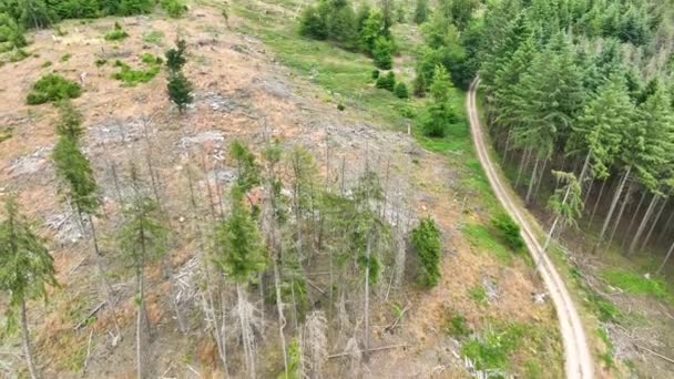 Luftbild Toter Bäume Waldsterben Waldsterben Deutschland — Stockvideo