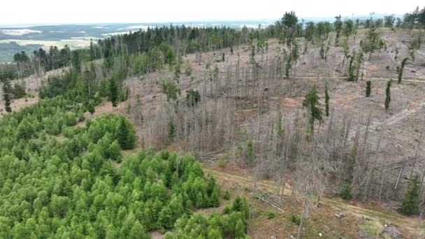 Ölü Ağaçların Havadan Görünümü Orman Dieback Waldsterben Almanya — Stok video