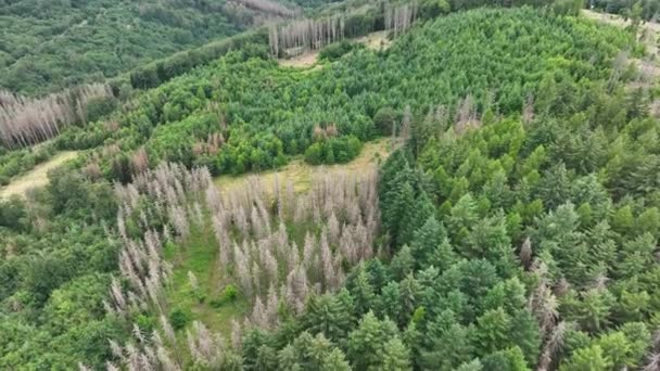Εναέρια Θέα Των Νεκρών Δένδρων Δάσος Dieback Waldsterben Γερμανία — Αρχείο Βίντεο