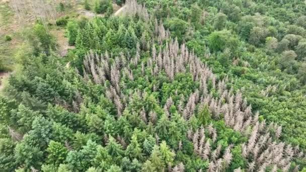Veduta Aerea Alberi Morti Dieback Foresta Waldsterben Germania — Video Stock