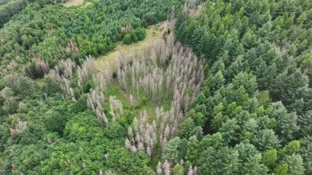 Vue Aérienne Des Arbres Morts Dépérissement Forêt Waldsterben Allemagne — Video