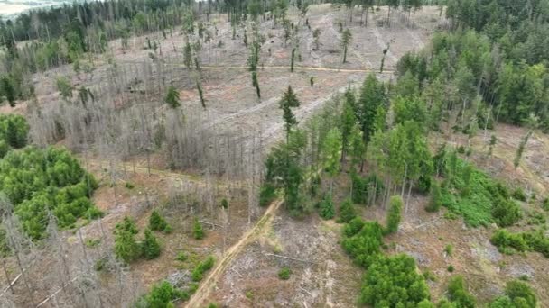 Vista Aérea Árvores Mortas Forest Dieback Waldsterben Alemanha — Vídeo de Stock