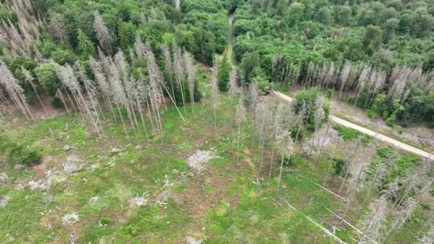 Aerial View Dead Trees Forest Dieback Waldsterben Germany — Stock Video