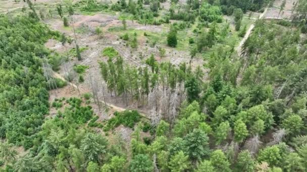 枯れ木の航空写真 森林ダイバック ヴァルトスターベン ドイツ — ストック動画