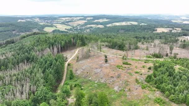 Вид Высоты Птичьего Полета Мертвые Деревья Вальдстербен Германия — стоковое видео