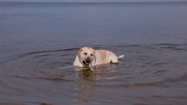 Fawn Labrador Swimming River Running Water Splashes Labrador Bitch Runs — Vídeo de stock
