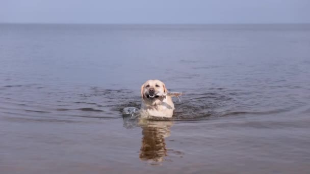 Fawn Labrador Swimming River Running Water Splashes Labrador Bitch Runs — 图库视频影像