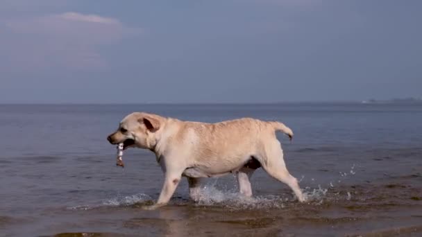 Fawn Labrador Swimming River Running Water Splashes Labrador Bitch Runs — Stockvideo