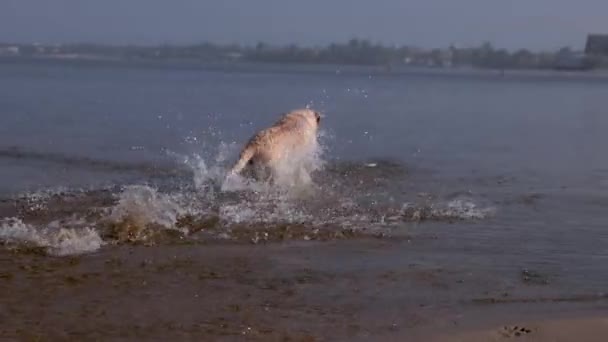 Fawn Labrador Swimming River Running Water Splashes Labrador Bitch Runs — Vídeos de Stock