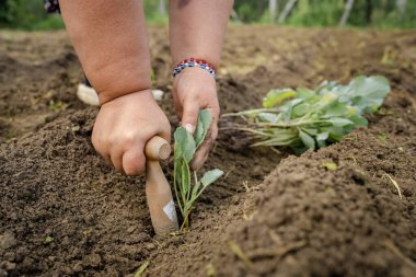 Çiftliğin organik gıda üretim konseptinde yaz günü tarıma lahana eken beyaz kadın çiftçinin ellerine yakın durun.