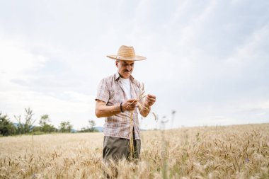 Kıdemli bir erkek çiftçi buğday tarlasında altın sarısı tarla tarlasında duruyor. Güneşli bir günde tahıl kalitesini kontrol ediyor. Hasır şapka takıyor ve bıyık takıyor.