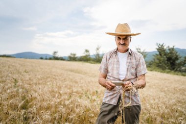 Kıdemli bir erkek çiftçi buğday tarlasında altın sarısı tarla tarlasında duruyor. Güneşli bir günde tahıl kalitesini kontrol ediyor. Hasır şapka takıyor ve bıyık takıyor.