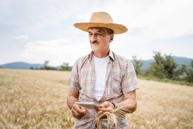 Kıdemli bir erkek çiftçi buğday tarlasında altın sarısı tarla tarlasında duruyor. Güneşli bir günde tahıl kalitesini kontrol ediyor. Hasır şapka takıyor ve bıyık takıyor.