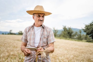 Kıdemli bir erkek çiftçi buğday tarlasında altın sarısı tarla tarlasında duruyor. Güneşli bir günde tahıl kalitesini kontrol ediyor. Hasır şapka takıyor ve bıyık takıyor.