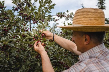Kiraz bahçesinde kıdemli bir beyaz erkek çiftçi yazın olgun organik meyveler topluyor. Hasır şapka takıyor. Gerçek insanlar otantik tarım sürecinde yer kopyalıyor.