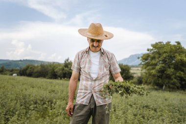 Kafkasyalı kıdemli bir çiftçi yaz günü tarım ve tarım alanlarında alfalfa sativa lucerne çiftliğini kontrol ediyor.