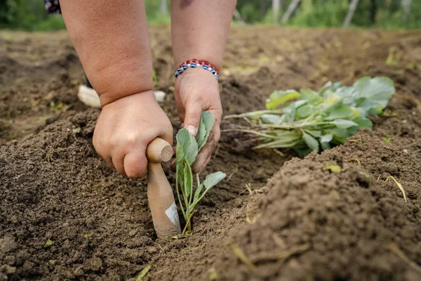 Çiftliğin organik gıda üretim konseptinde yaz günü tarıma lahana eken beyaz kadın çiftçinin ellerine yakın durun.