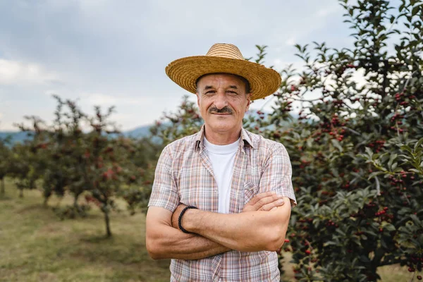 One man front view portrait of senior male farmer standing in the cherry orchard in summer day confident pensioner looking to the camera on his plantation wearing straw hat copy space