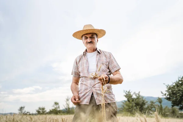 stock image one man senior male farmer standing in the wheat golden yellow agricultural field checking grain quality in sunny day wear straw hat and mustaches real people copy space front view