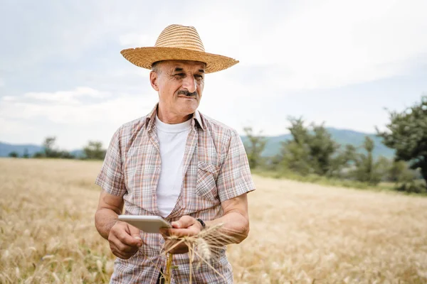 One Man Senior Male Farmer Standing Wheat Golden Yellow Agricultural — Foto de Stock