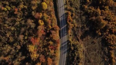 Sonbahar akşamında yol manzaralı otomobil gezintisi konsepti asfalttaki ağaçların arasından geçiyor.