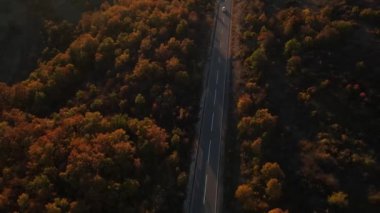 Sonbahar akşamında yol manzaralı otomobil gezintisi konsepti asfalttaki ağaçların arasından geçiyor.
