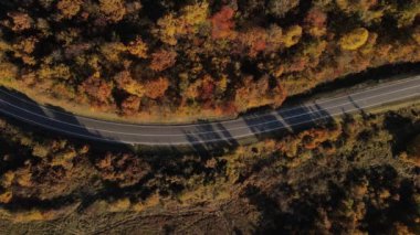 Sonbahar akşamında yol manzaralı otomobil gezintisi konsepti asfalttaki ağaçların arasından geçiyor.