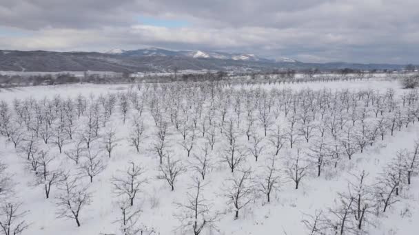 Orchard Covered Snow Trees Winter Day Aerial Drone View — Vídeo de Stock