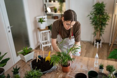 One Young woman caucasian female gardener or florist take care and cultivate domestic flowers plants at home gardening concept copy space