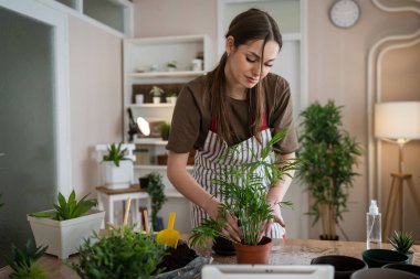 One Young woman caucasian female gardener or florist take care and cultivate domestic flowers plants at home gardening concept copy space