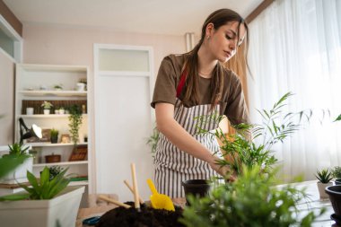 One Young woman caucasian female gardener or florist take care and cultivate domestic flowers plants at home gardening concept copy space