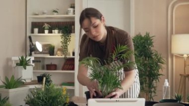 One Young woman caucasian female gardener or florist take care and cultivate domestic flowers plants at home gardening concept