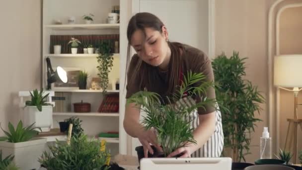 一位年轻的高加索女园艺师或花匠在家庭园艺的概念下 负责照料和培育家庭花卉 — 图库视频影像