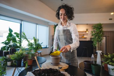 One mature woman caucasian female gardener or florist take care and cultivate domestic flowers plants at home gardening concept copy space