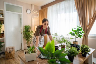 One Young woman caucasian female gardener or florist take care and cultivate domestic flowers plants at home gardening concept copy space