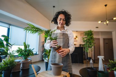 Yetişkin bir kadın, beyaz kadın bahçıvan ya da çiçekçi ev bahçesinde çiçek yetiştirip, saksıya uzay nakli yapıyor.