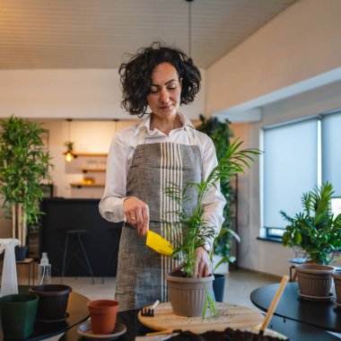Yetişkin bir kadın, beyaz kadın bahçıvan ya da çiçekçi ev bahçesinde çiçek yetiştirip, saksıya uzay nakli yapıyor.