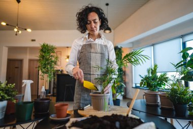 Yetişkin bir kadın, beyaz kadın bahçıvan ya da çiçekçi ev bahçesinde çiçek yetiştirip, saksıya uzay nakli yapıyor.