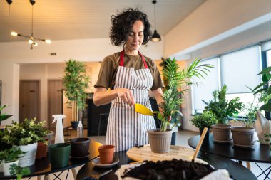 Yetişkin bir kadın, beyaz kadın bahçıvan ya da çiçekçi ev bahçesinde çiçek yetiştirip, saksıya uzay nakli yapıyor.