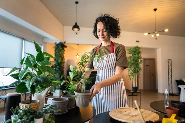 一人の成熟した女性の白人女性庭師または花屋は世話をし 家庭菜園の概念で国内の花植物を栽培するポットへのスペース移植をコピーします — ストック写真