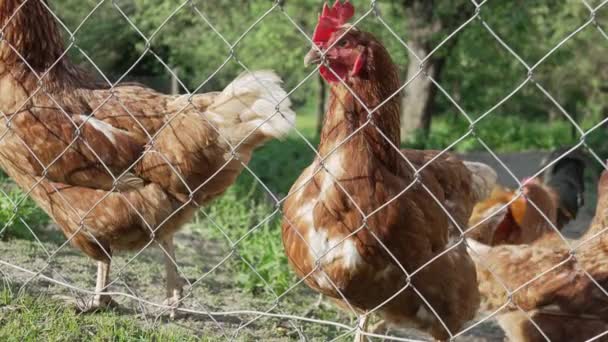 Hühner Fressen Auf Freilandfarm Maiskörner Und Gras — Stockvideo