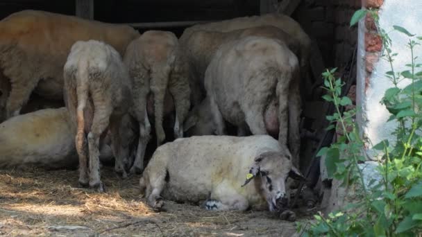 Schafe Als Haustier Auf Bauernhof — Stockvideo