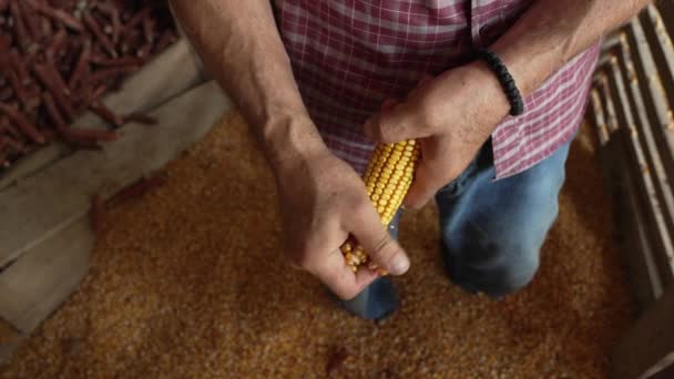 Чоловічий Фермер Видаляє Висушені Ядра Кукурудзяних Пілінгів Кобу Сараї — стокове відео