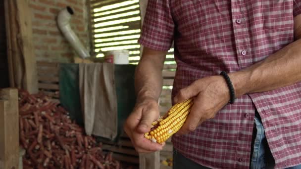 Чоловічий Фермер Видаляє Висушені Ядра Кукурудзяних Пілінгів Кобу Сараї — стокове відео