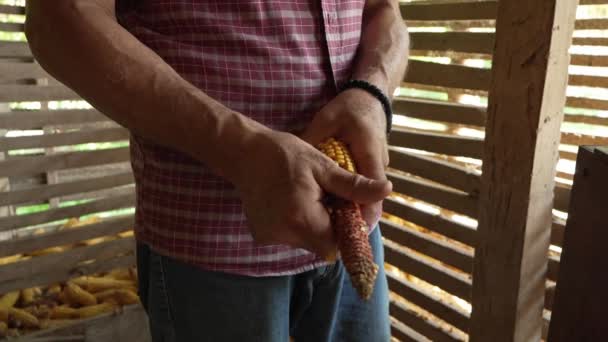 男农民从谷仓的玉米芯中取出干玉米皮 — 图库视频影像
