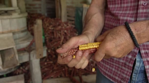 男性の農民は納屋のコブから乾燥したトウモロコシの皮のカーネルを取除きます — ストック動画