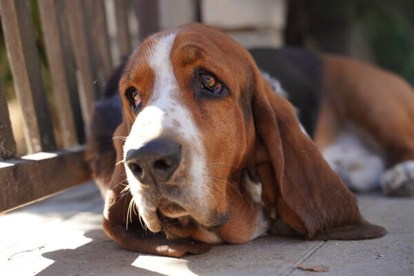 basset hound dog purebreed dog animal
